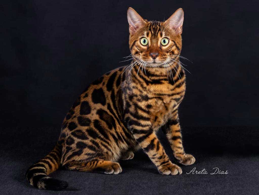 Gato bengal