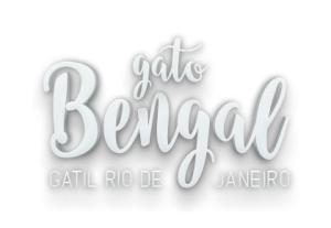 Gato bengal Gatil Rio de Janeiro