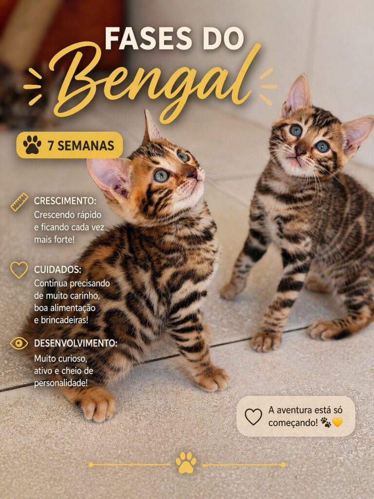 bengalFases (1)
